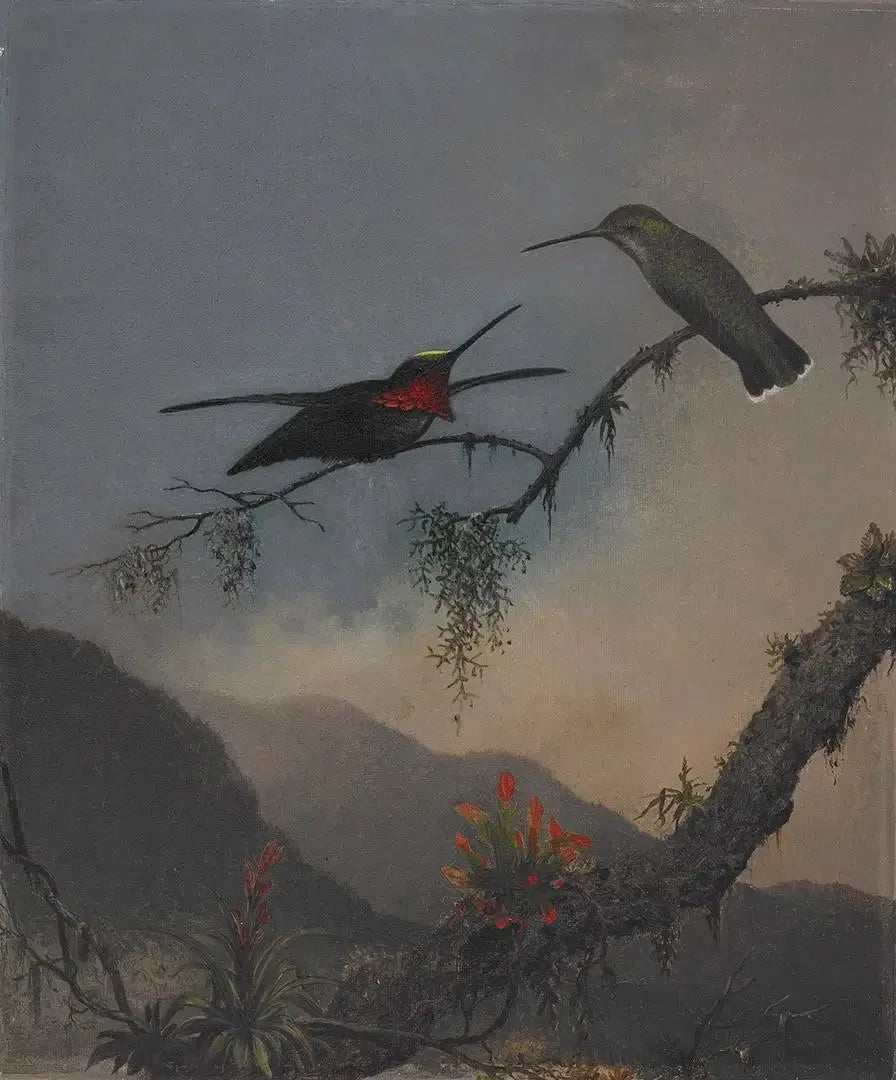Starthroat mit gestreifter Brust - Martin Johnson Heade