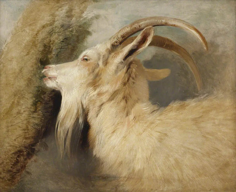 Ziegenkopf - Edwin Henry Landseer