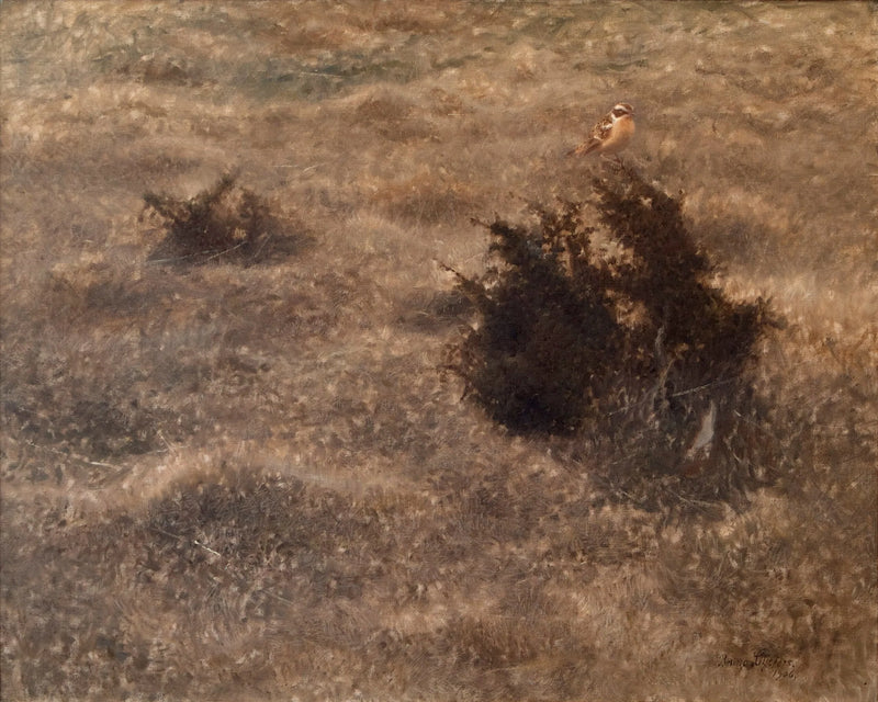 Wiesensteinschmätzer - Bruno Liljefors