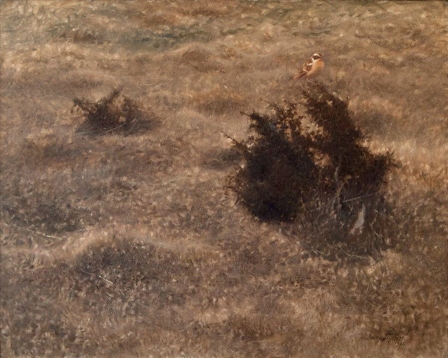 Wiesensteinschmätzer - Bruno Liljefors