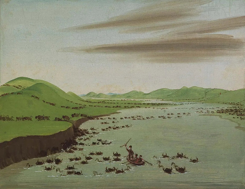 Herden von Bisons, die den Ober-Missouri überqueren - George Catlin