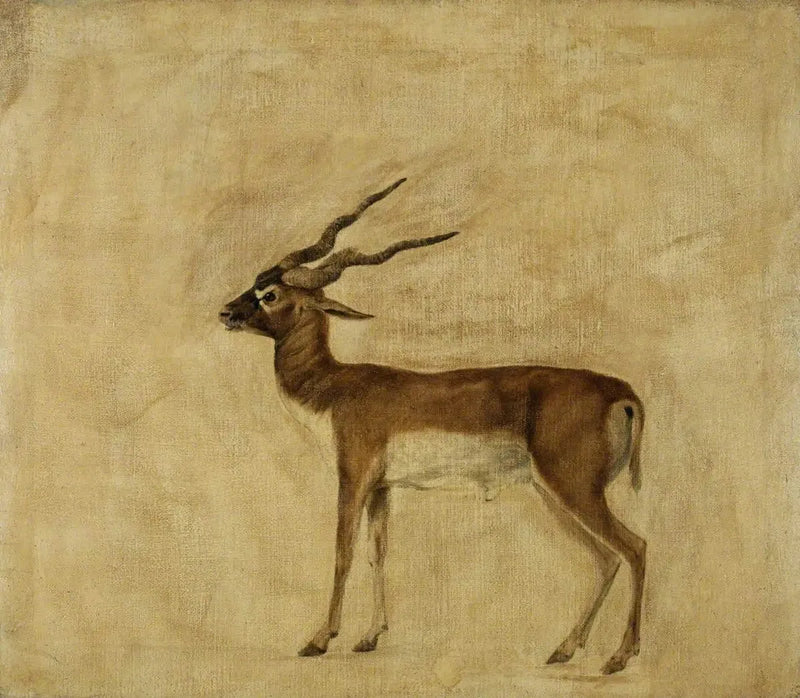 Ein Antilope Cervicapra - George Stubbs