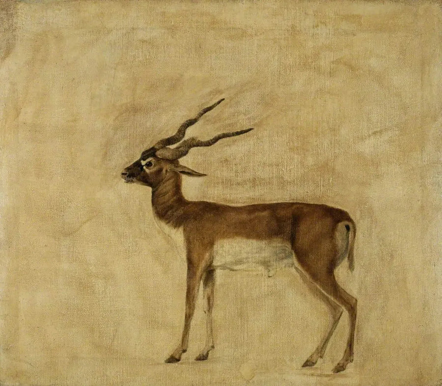 Ein Antilope Cervicapra - George Stubbs