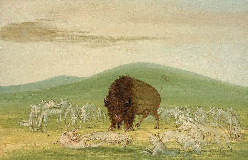 Ein verletzter Bison umgeben von weißen Wölfen - George Catlin