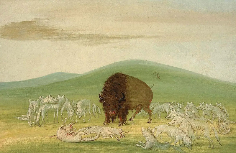 Ein verletzter Bison umgeben von weißen Wölfen - George Catlin