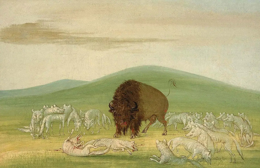Ein verletzter Bison umgeben von weißen Wölfen - George Catlin