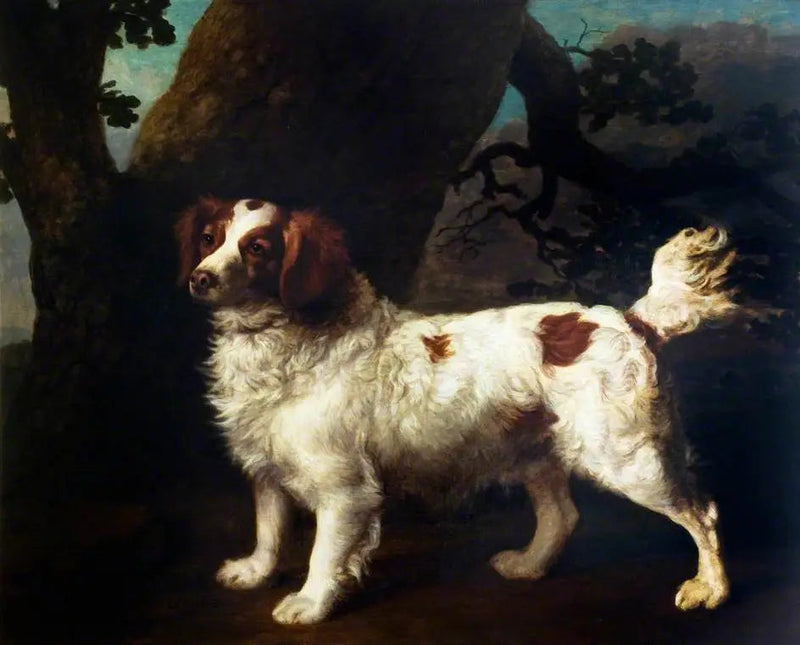 Ein Clumber-Spaniel - George Stubbs