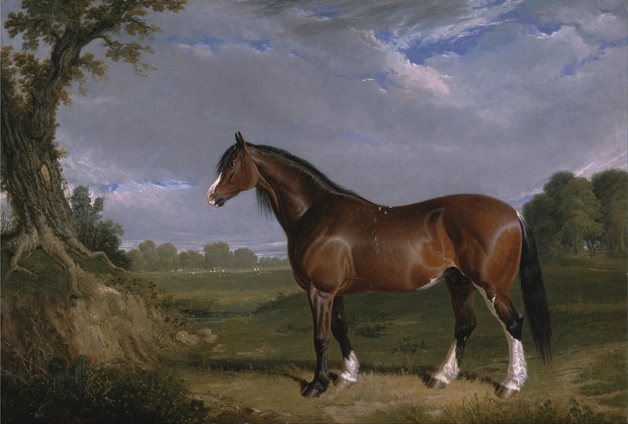 Ein Clydesdale Hengst - John Frederick Herring, Sr.