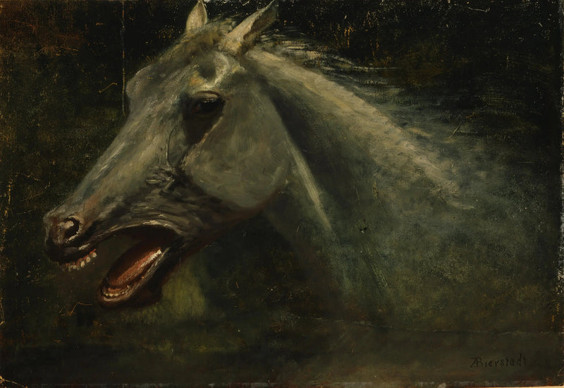 Ein wildes Hengst - Albert Bierstadt