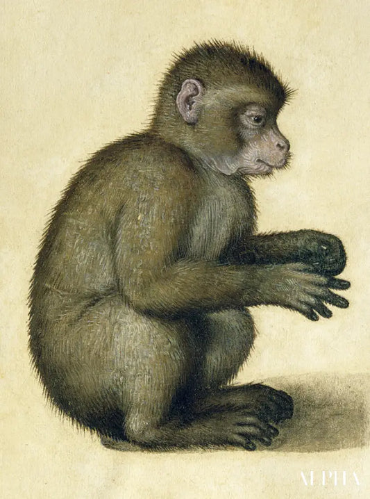 Un singe - Albrecht Dürer - Reproductions de tableaux et peintures haut de gamme