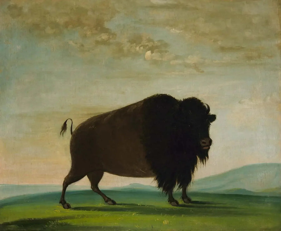 Rind Bison weidend auf der Wiese - George Catlin