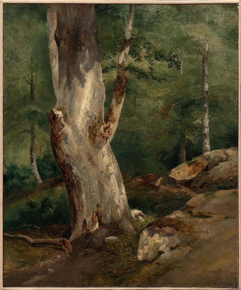 Alte Buche - Jean-Baptiste Camille Corot