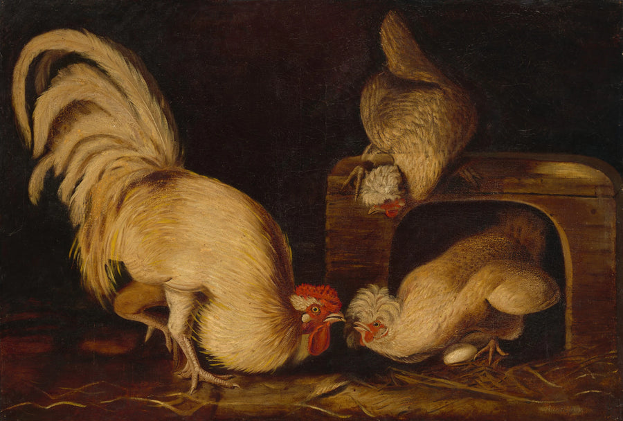 Volailles de basse-cour - John James Audubon