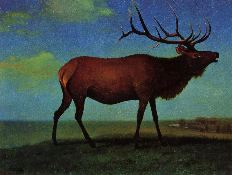 Männlicher Wapiti - Albert Bierstadt